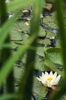 White water lily