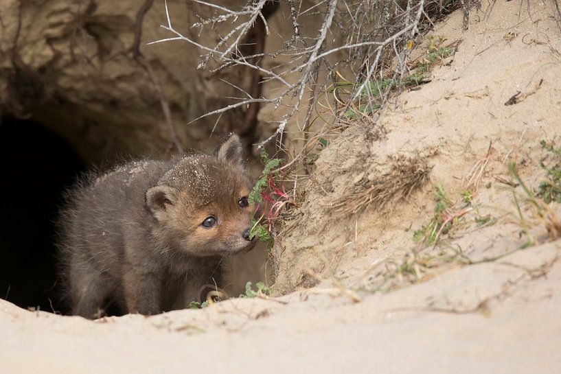 fox cub by Ina Hendriks-Schaafsma