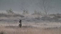 Goat looks out over a misty field