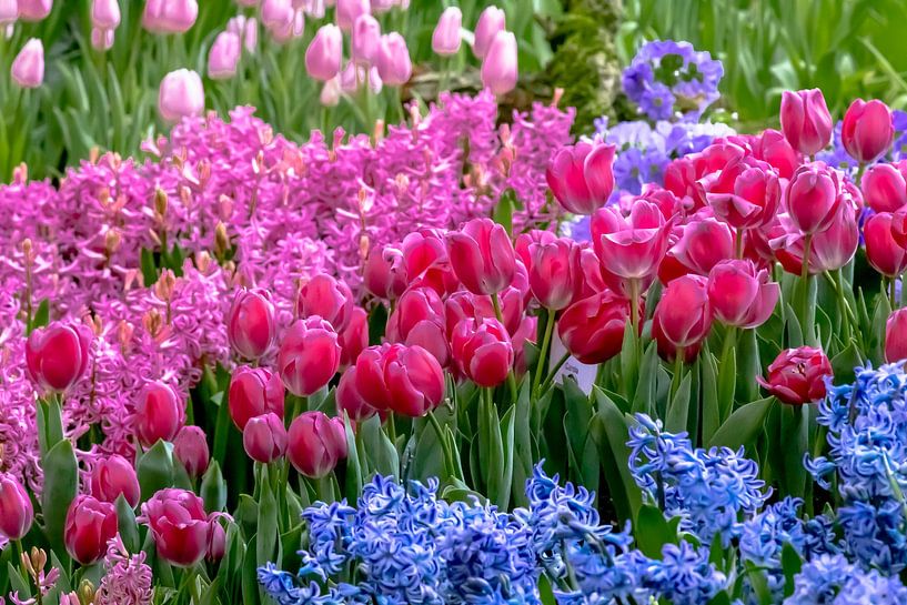 Spring meadow with red tulips and hyacinths by Dieter Meyer