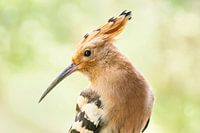 Porträt eines Hopfens/Upupidae