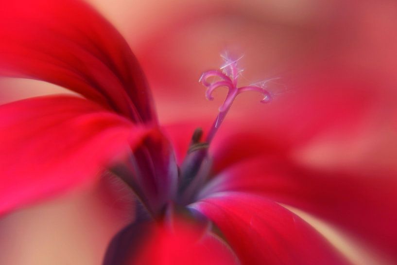 Romantic Dreams von Katarina Niksic