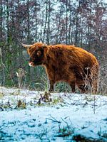 Vache Highland