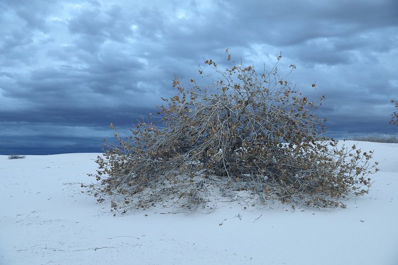 White Sands Dunes National Monument in New Mexico USA by Frank Fichtmüller