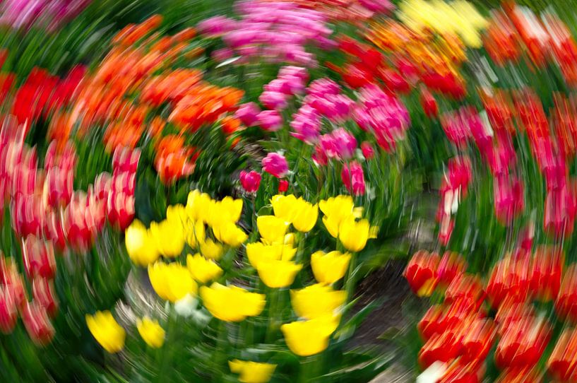 Tulip extravaganza par Mike Bing