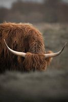 Scottish Highlander 1