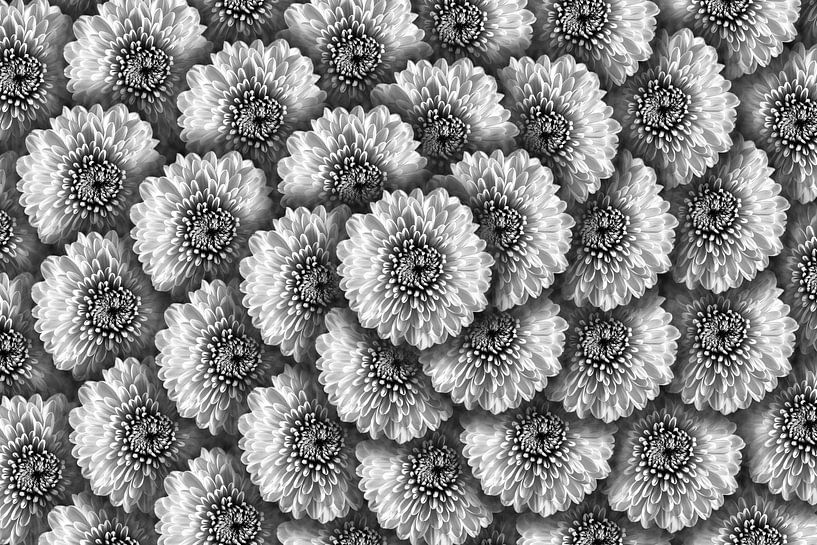 Spiral of chrysanthemum flowers in black and white by Lisette Rijkers