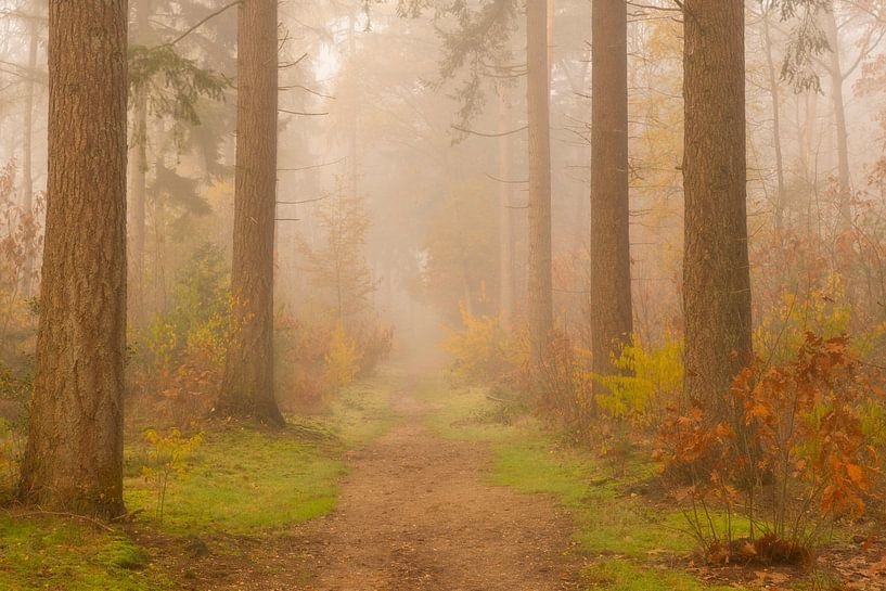 Weg durch eine neblige Kiefernlandschaft von Sjoerd van der Wal Fotografie