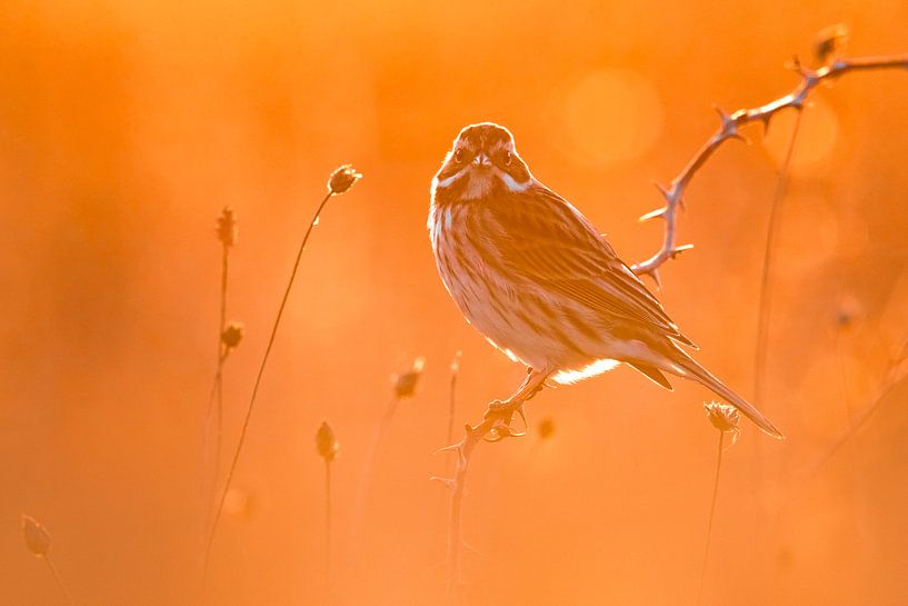 Rohrammer (Emberiza-Schuhschlaufe) in orange von Beschermingswerk voor aan uw muur