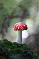 On a red mushroom