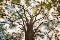 Hohe Bäume fangen viel Wind ein (Farbe)