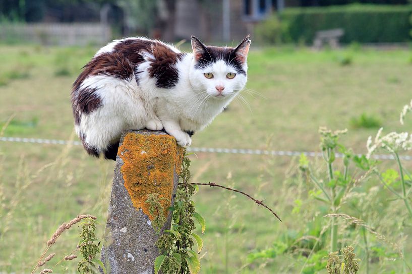Zwart witte kat op een paal by Dennis van de Water