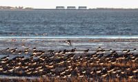 Oystercatchers on the mudflats