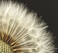 Dandelion fluff