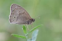 brauner Schmetterling