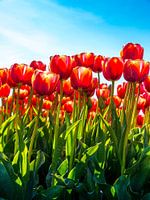 Nahaufnahme von roten Tulpen vor blauem Himmel