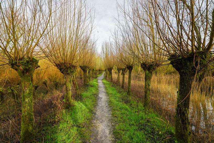 Knotwilgen in de Rhoonse Grienden von Alice Berkien-van Mil