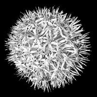 Fleur noir et blanc n° 3 / gros plan