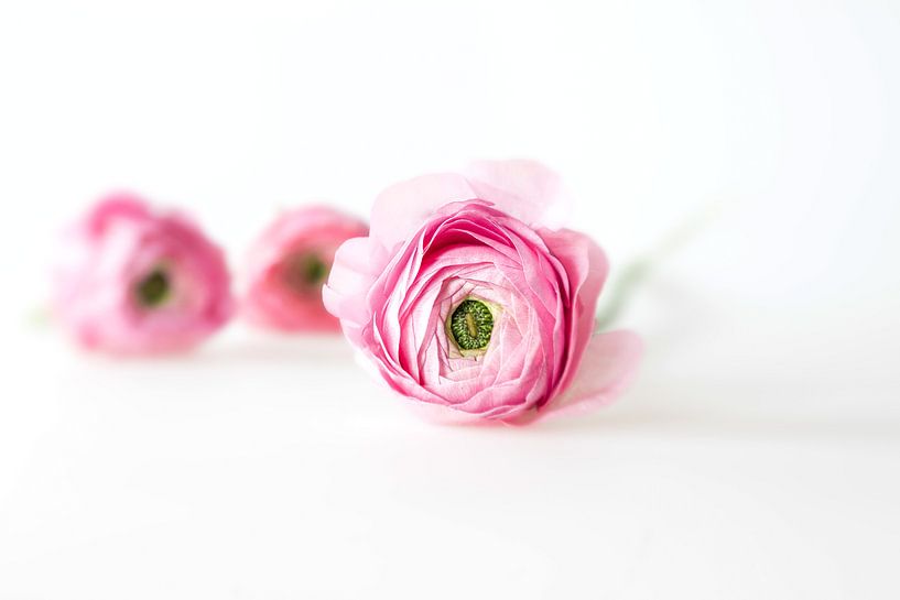 Ranunculus par Anneliese Grünwald-Märkl