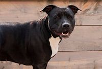 American Staffordshire terrier Roxy