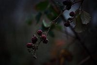 RembrandtLicht an einem grauen Tag