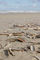 Muscheln am Strand