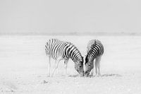 Deux zèbres sur une plaine vide sans fin