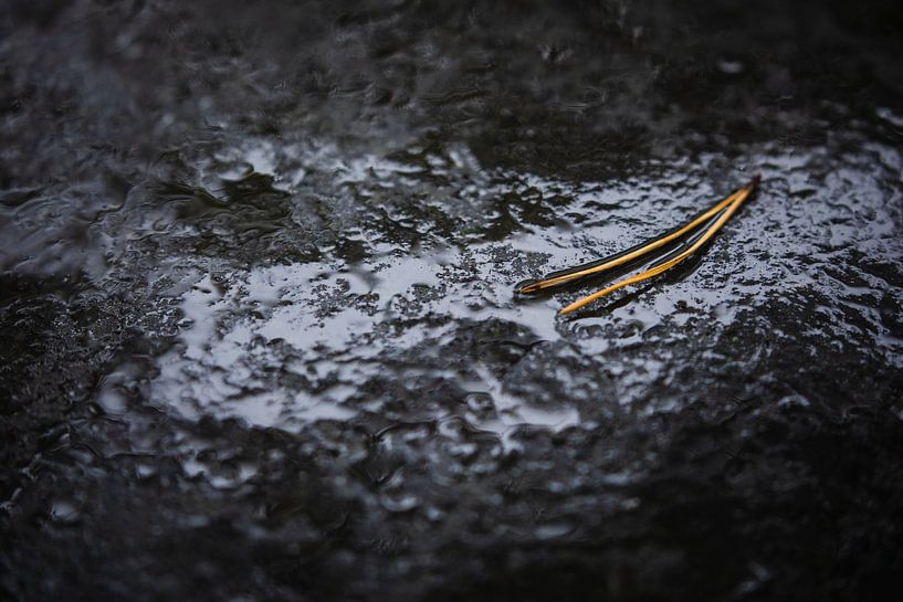 Kiefernnadeln auf grauem Fels von Martijn Smeets