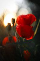 Klaproos in avondlicht