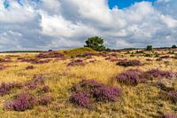 The Hoge Veluwe heath