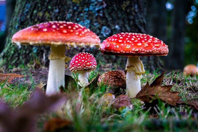 Pilze von Edwin Boer