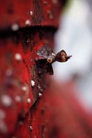 Boot op het droge II