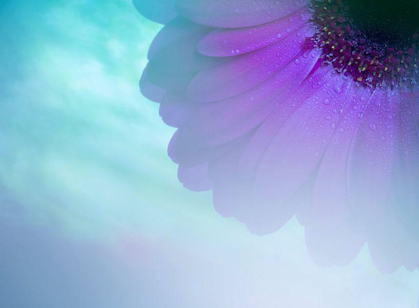 Gerbera Pastell von Mirakels Kiekje