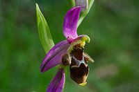 Orchidee rosa Biene