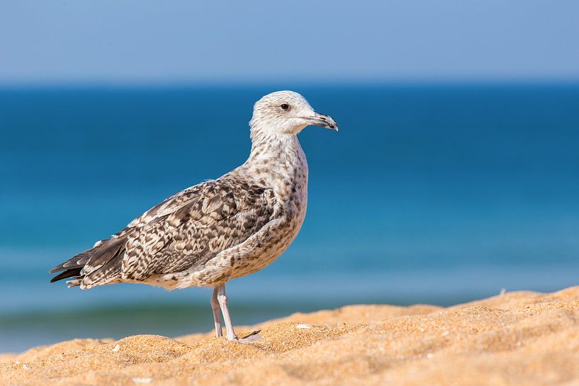 Jonge zeemeeuw op strand met zee par Ben Schonewille