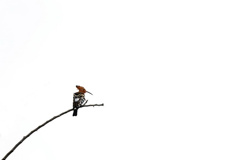 Hoopoe by Antwan Janssen