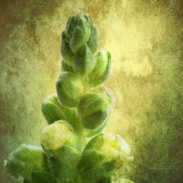 Button by Huub Westendorp