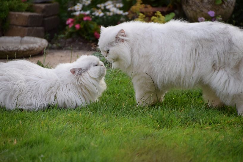 Roméo et Juliette par Petra van Engelenburcht