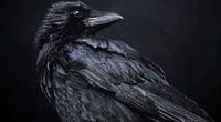 Corbeau noir