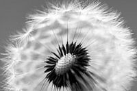 eine Nahaufnahme des Löwenzahns