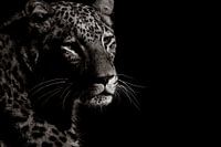Into the dark Cheetah