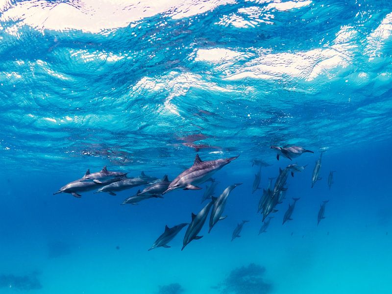 A group of dolphins in search of food by thomas van puymbroeck