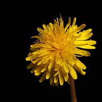 Dandelion ll