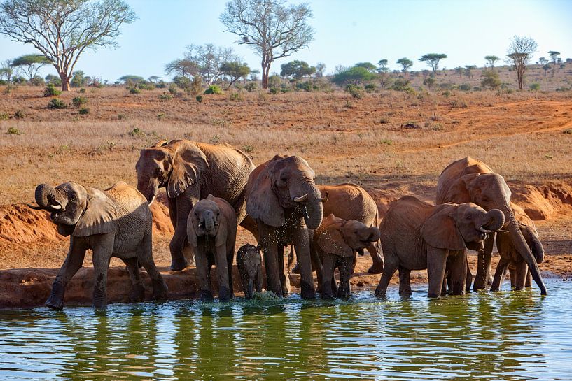 Waterhole Elephants by Peter Michel