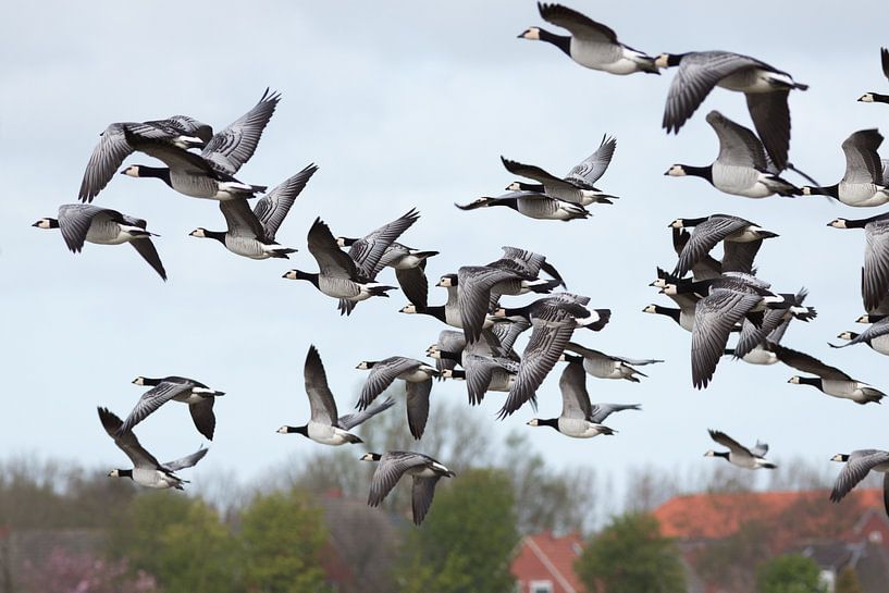Wildgänse im Flug by Rolf Pötsch