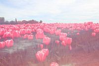 veld met rode tulpen