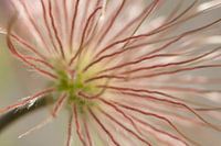Abstract flower with hairs