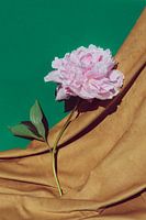 Pivoine sur velours et vert