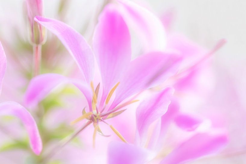 50 nuances de rose par Connie de Graaf