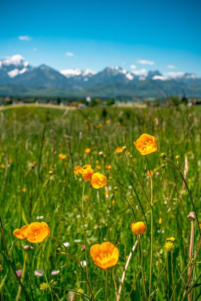 Blumige Aussichten die Ostallgäuer Alpen von Leo Schindzielorz